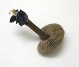 Entoloma papillatum image