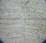 Entoloma papillatum image