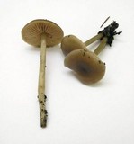 Entoloma rhombisporum image