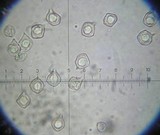 Entoloma rhombisporum image