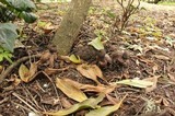 Geastrum fornicatum image