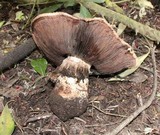 Agaricus lilaceps image