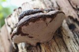 Ganoderma australe image