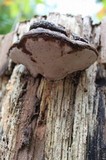 Ganoderma australe image