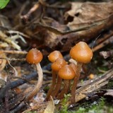 Psilocybe phyllogena image