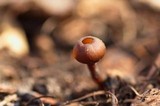Dumontinia tuberosa image