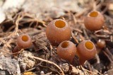 Dumontinia tuberosa image
