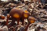 Dumontinia tuberosa image