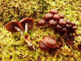 Psilocybe montana image