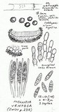 Mollisia ventosa image