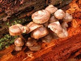 Mycena maculata image