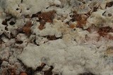 Tubulicrinis subulatus image