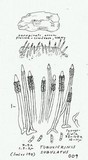 Tubulicrinis subulatus image