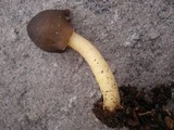 Verpa conica image