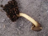 Verpa conica image