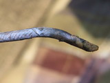 Psilocybe tampanensis image