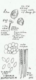 Ciboria rufofusca image