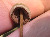 Psilocybe tampanensis image