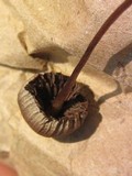 Psilocybe tampanensis image