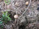 Panaeolus cinctulus image