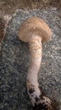 Amanita foetidissima image