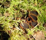 Plectania melastoma image