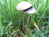Panaeolus cinctulus image