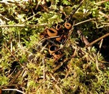 Plectania melastoma image