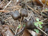Entoloma vernum image