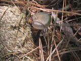 Panaeolus cinctulus image