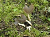 Helvella latispora image