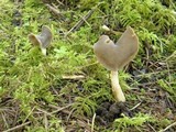 Helvella latispora image