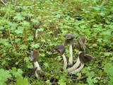 Helvella latispora image