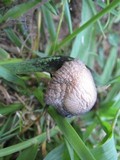 Panaeolus cinctulus image