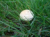 Agrocybe molesta image