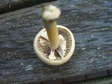 Agrocybe molesta image