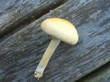 Agrocybe molesta image