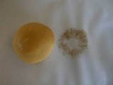 Agrocybe molesta image