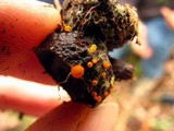 Arachnopeziza aurelia image
