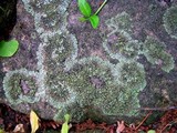 Phaeophyscia adiastola image