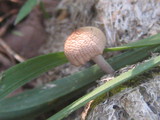 Panaeolus cinctulus image