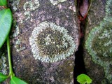 Phaeophyscia adiastola image