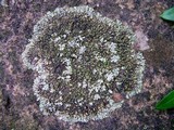 Phaeophyscia adiastola image