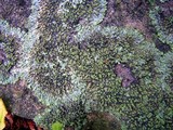 Phaeophyscia adiastola image