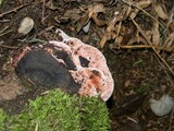 Fomitopsis cajanderi image