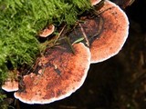 Fomitopsis cajanderi image