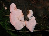 Fomitopsis cajanderi image