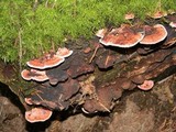 Fomitopsis cajanderi image