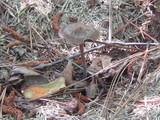 Panaeolus cinctulus image