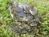 Peltigera membranacea image
